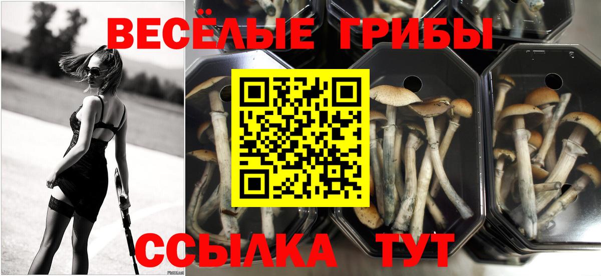 Пушкино  Псилоцибиновые грибы Cubensis  Вход с VPN  Псилоцибиновые грибы Cubensis 